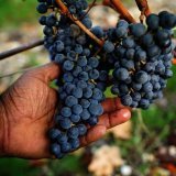 vendanges main